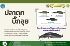 ทำไมต้องปลาดุกบิ๊กอุย