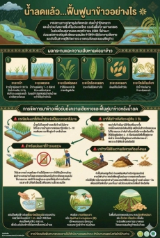 น้ำลดเเล้วฟื้นฟูข้าวอย่างไร