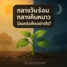 กลางวันร้อน กลางคืนหนาว มีผลต่อพืชอย่างไร