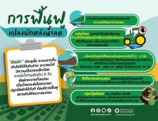 วิธีฟื้นฟูแปลงและปลูกผักหลังน้ำลด