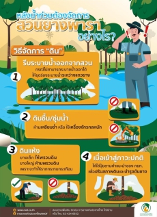 หลังน้ำท่วมต้องจัดการสวนยางพาราอย่างไร