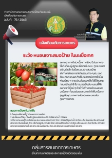 เกษตรกรผู้ปลูกมะเขือเทศ