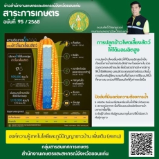 ข้าวโพดเลี้ยงสัตว์เป็นพืชหลังนายอดนิยม