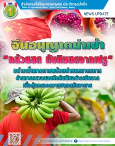 จีนอนุญาตนำเข้าทับทิมสดและกล้วยสดจากเปรูอย่างเป็นทางการ