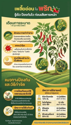 เพลี้ยอ่อน  ศัตรูตัวร้ายในแปลงพริกหน้าแล้ง