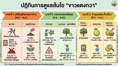 ปฏิทินการดูแลส้มโอขาวแตงกวา