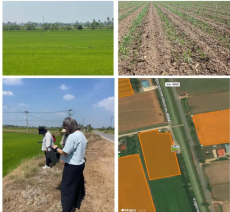 สศก.ชูระบบอินาฮอร์(INAHOR)ติดตามพื้นที่ปลูกข้าวแม่นยำ