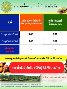ราคารับซื้อผลปาล์มน้ำมันจังหวัดพังงา