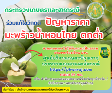 วิกฤติปัญหาราคามะพร้าวน้ำหอมไทยตกต่ำ