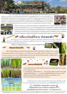 ข่าวสารเมล็ดพันธุ์ข้าว
