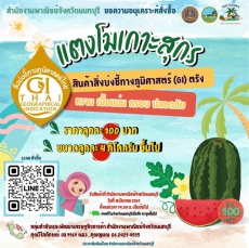 แตงโมเกาะสุกร สินค้า GI จังหวัดตรัง