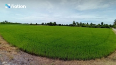 Thailand’s low-carbon rice model emerges from Central Plains farmers