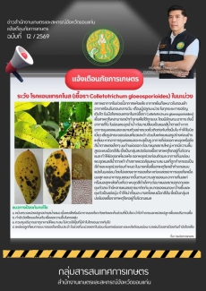 ระวัง โรคแอนแทรคโนส ในมะม่วง