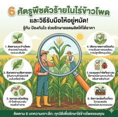 6 ศัตรูพชตัวร้ายในไร่ข้าวโพด