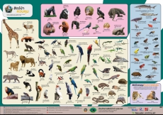 การแจ้งครอบครองไลเกอร์ และไทกอน
