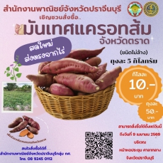 เชิญชวนอุดหนุนเกษตรกรผู้ปลูกมันเทศแครอทส้มจังหวัดตราด