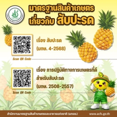 สับปะรดคุณภาพดูได้จาก“มาตรฐานสินค้าเกษตร”