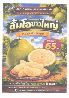 เชิญชวนซื้อส้มโอขาวใหญ่