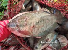 กรมทรัพย์สินทางปัญญาประกาศขึ้นทะเบียน