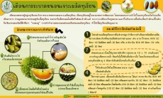 เตือนการระบาดหนอนเจาะเมล็ดทุเรียน