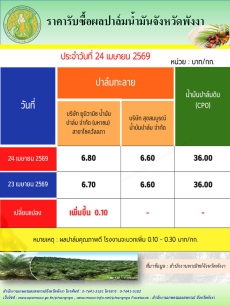 ราคารับซื้อผลปาล์มน้ำมันจังหวัดพังงา