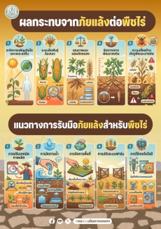 ผลกระทบจากภัยแล้งต่อพืชไร