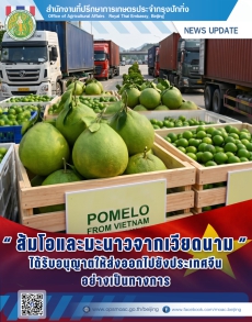 ส้มโอและมะนาวจากเวียดนามได้รับอนุญาตให้ส่งออกไปยังประเทศจีน