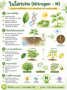 ธาตุอาหารหลัก ที่จำเป็นต่อพืช