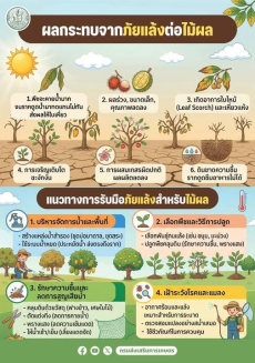 ผลกระทบจากภัยแล้งต่อไม้ผล