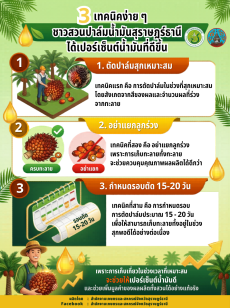 3เทคนิคง่ายๆชาวสวนปาล์มน้ำมันสุราษฎร์ธานี