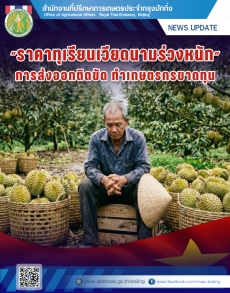 ราคาทุเรียนเวียดนามร่วงหนัก