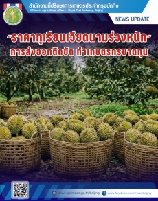 ราคาทุเรียนเวียดนามร่วงหนัก