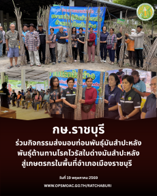 กิจกรรมส่งมอบท่อนพันธุ์มันสำปะหลังพันธุ์ต้านทานโรคไวรัสใบด่างมันสำปะหลัง