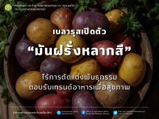 เบลารุสเปิดตัว“มันฝรั่งหลากสี”ไร้การตัดแต่งพันธุกรรม