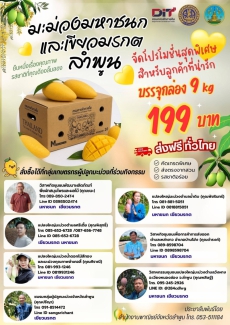 จังหวัดลำพูนเชิญชวนสั่งซื้อมะม่วงมหาชนกและมะม่วงเขียวมรกต
