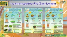 แนวทางการดูแล ข้าว ไม้ผล ในฤดูผล