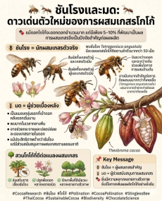 ชันโรงและมด ดาวเด่นตัวใหม่ของการผสมเกสรโกโก้