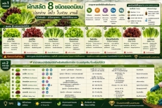 ผักสลัด 8 ชนิดยอดนิยม ปลูกง่าย โตไว ใบสวย ขายดี