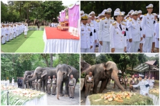 กิจกรรมมอบอาหารให้ช้างต้น
