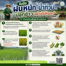 รับมือฝนหนัก–น้ำท่วม ปลูกข้าวอย่างไรให้รอด?
