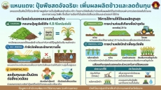 แหนแดงปุ๋ยพืชสดในนาข้าว