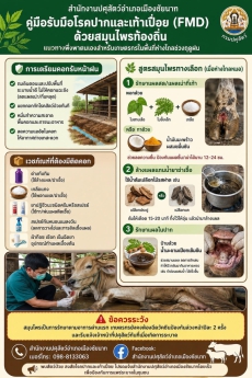 ป้องกันโรคปากและเท้าเปื่อย (FMD) ด้วยสมุนไพรท้องถิ่น