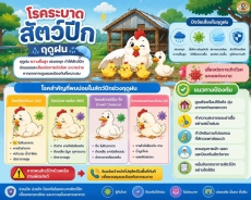 โรคระบาดสัตว์ปีกฤดูฝน