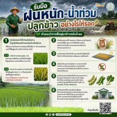 รับมือฝนหนัก–น้ำท่วม ปลูกข้าวอย่างไรให้รอด