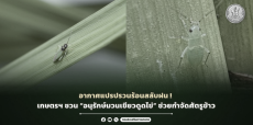อากาศแปรปรวนร้อนสลับฝน!