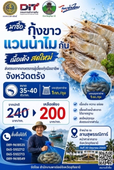 กุ้งขาวจากตรัง30มิถุนายน2569ที่หน้าศาลากลางจังหวัดอุทัยธานี