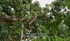 “กาแฟโรบัสตา”เสน่ห์วิถีถิ่นคนสะบ้าย้อย