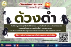 เตือนเฝ้าระวังศัตรูข้าวด้วงดำ