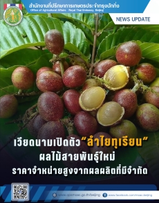 เวียดนามเปิดตัว“ลำไยทุเรียน”ผลไม้สายพันธุ์ใหม่