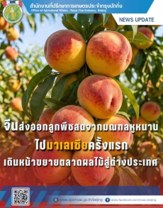 จีนส่งออกลูกพีชสดจากมณฑลหูหนานไปมาเลเซียครั้งแรก